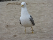 P1050065