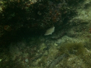 PICT0061