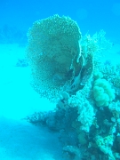 DSCF8382