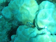 DSCF8393