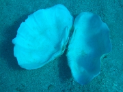 DSCF8397