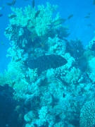 DSCF8784