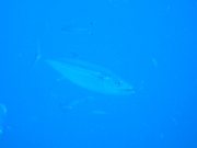 DSCF8799