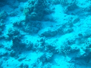 DSCF8811