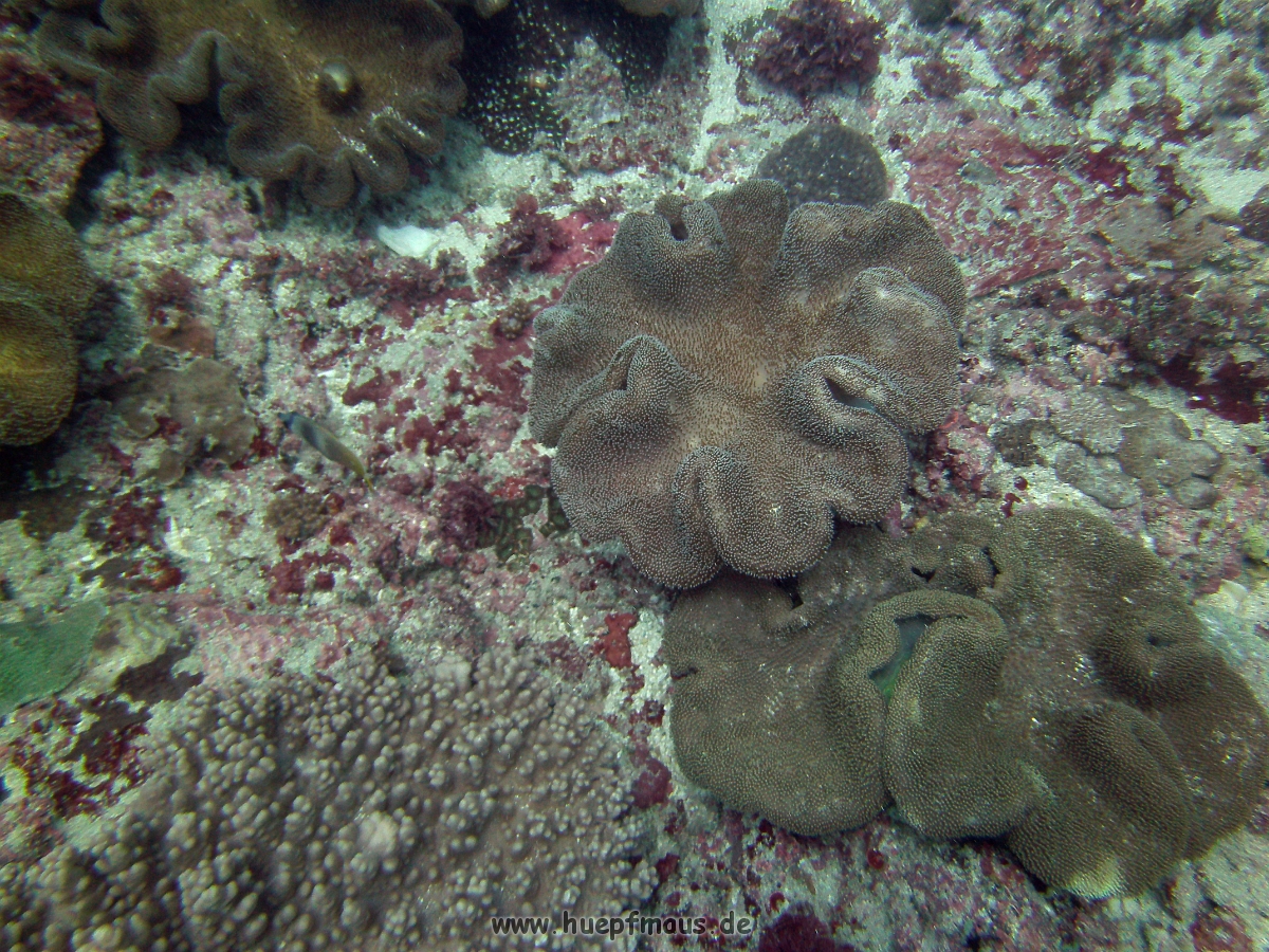 PICT0053.JPG