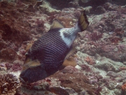 PICT0088