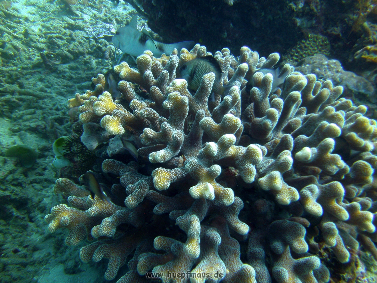 PICT0256.JPG