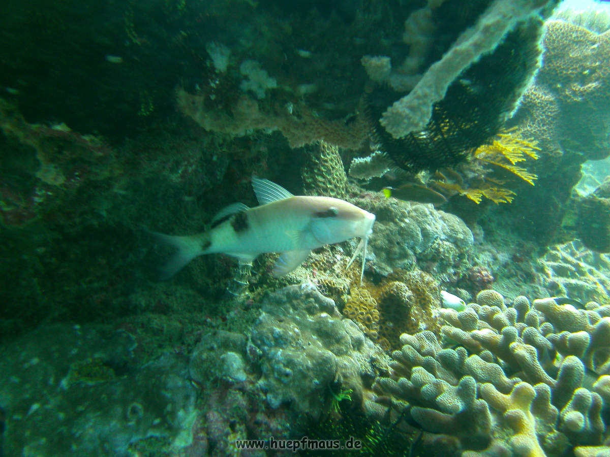 PICT0258.JPG