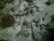 PICT0265