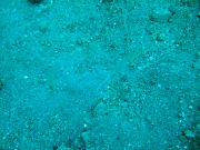 DSCF1811