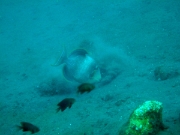 DSCF1816