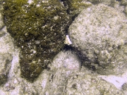 DSCF1875
