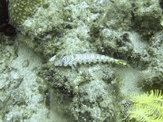 DSCF1896
