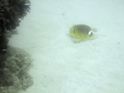 DSCF1947