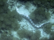 DSCF1957