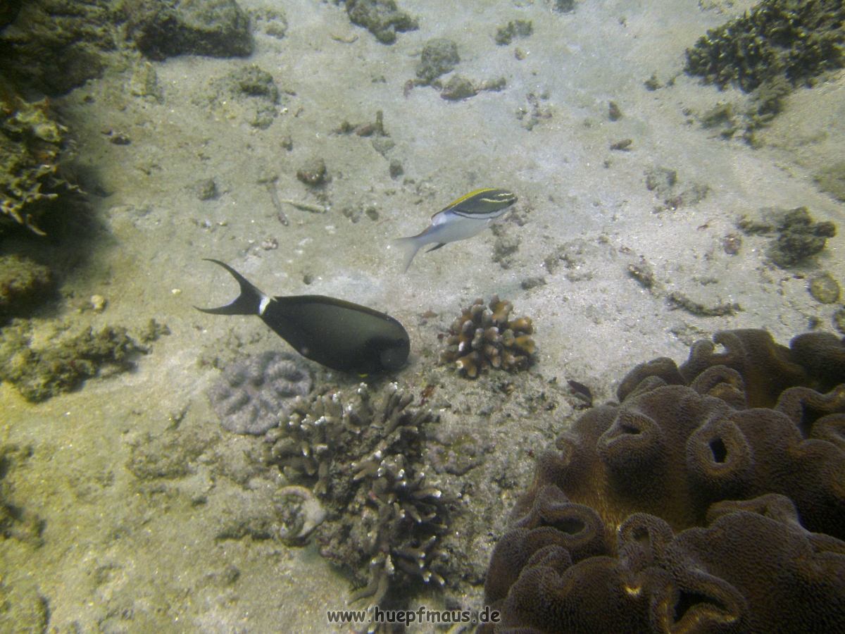 PICT0763.JPG