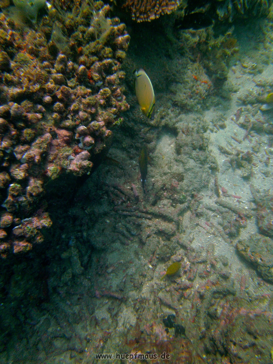 PICT0767.JPG
