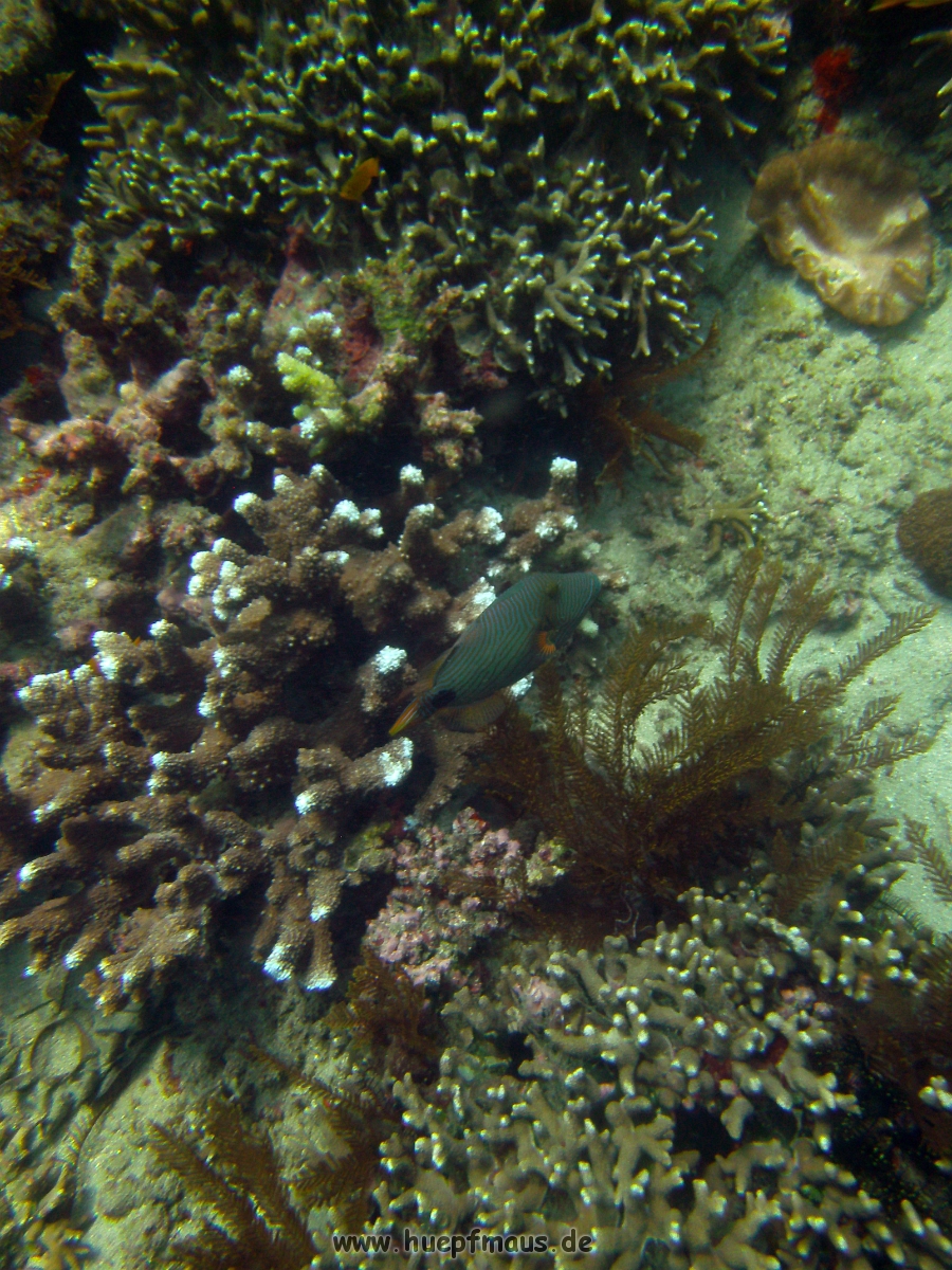 PICT0772.JPG
