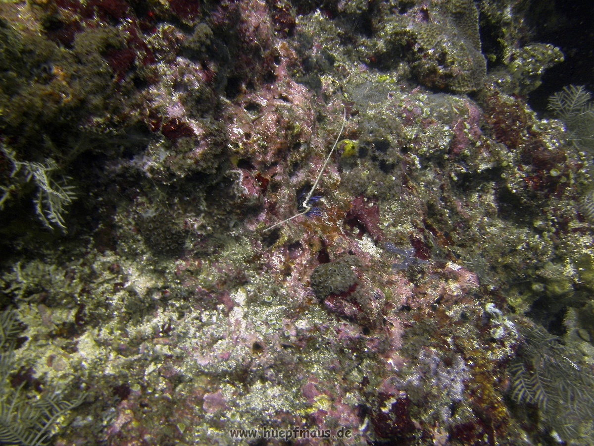 PICT0821.JPG