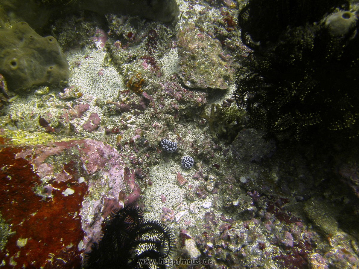 PICT0837.JPG